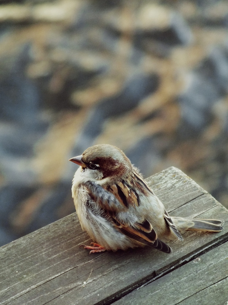 looking away, side view, high angle view, europe, one animal, český krumlov, wood - material, cesky krumlov, close-up, birds, animal themes, nature, sparrow