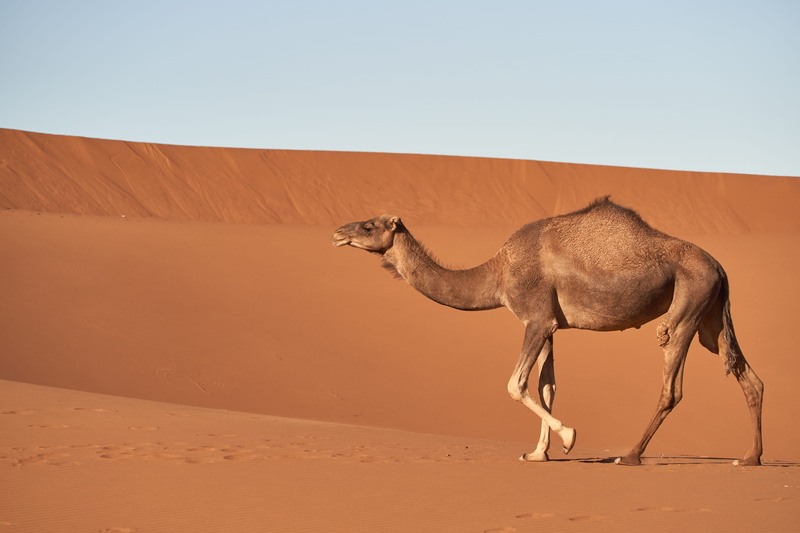 camel, one animal, desert, mammal, land, vertebrate, scenics - nature, domestic animals, animal themes, nature, no people, herbivorous, sand, sky, sand dune
