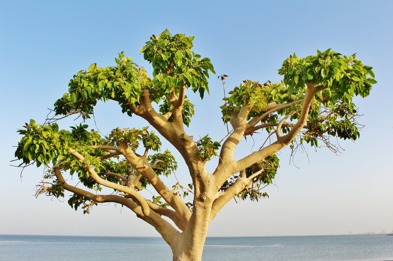 plant, landscape, water, city, clear sky, branch, green, sunny, outdoors, sky, beach, saudi arabia, saudi, tranquility, sea, tropical climate, khobar, scenics - nature