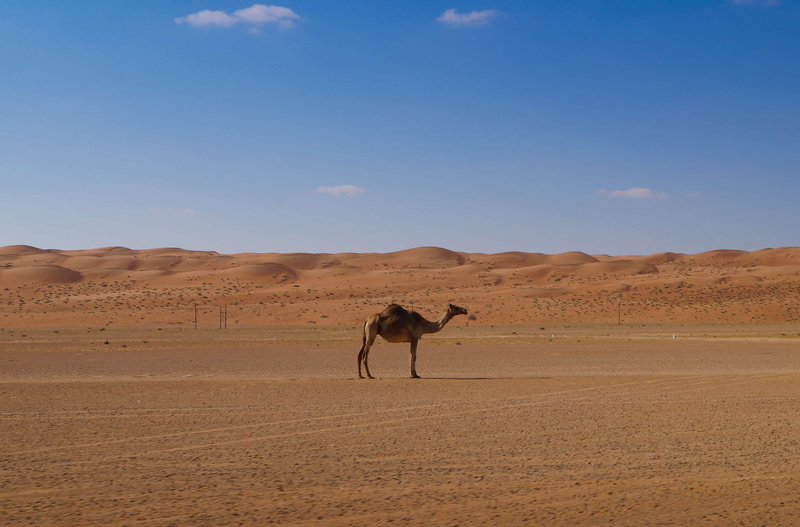 landscape, no people, camel, arabia, sand, mammal, animal, one animal, 2K, arid climate, climate, outdoors, animal wildlife, vertebrate, herbivorous, desert