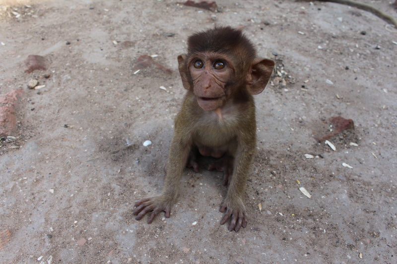 thailand, one animal, no people, primate, animal wildlife, animals in the wild, animal, exotic, wild animal, chimpanzee, thai, curious, nature, sitting
