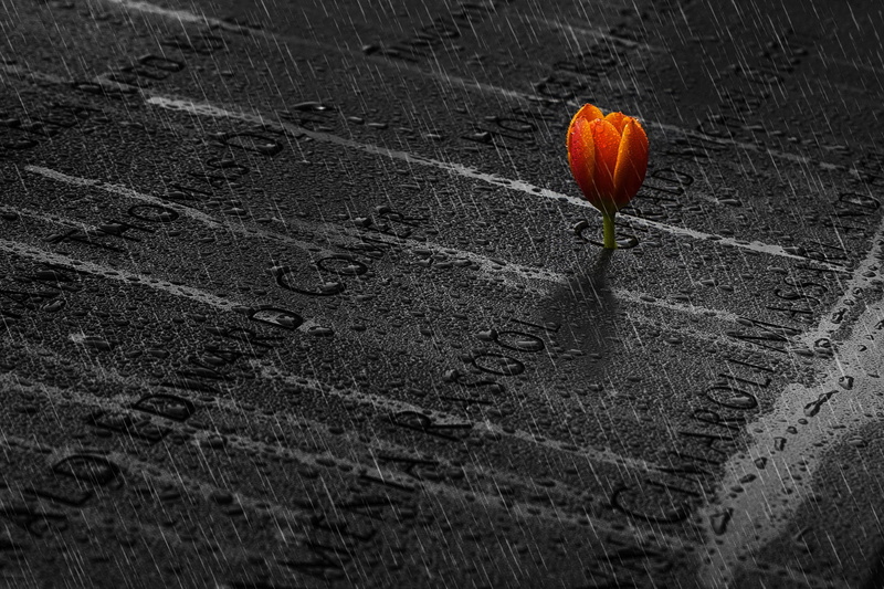 Tulip, Ibrahim Nabeel, memory, 1080P, rain