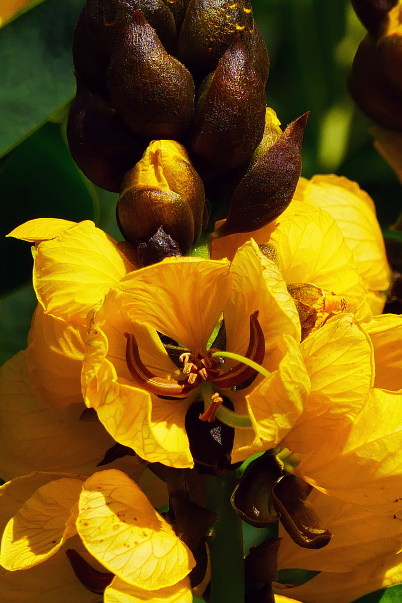 botany, 1080P, freshness, eastern, perennials plant, peanut butter senna, beauty in nature, nature, tropical, drought tolerant, native, senna didymobotrya