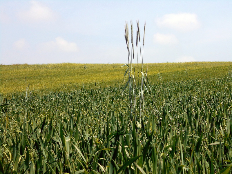 grass, summer, poland, day, malopolska, Isolation, plant, crop, blue, cloud - sky, landscape, the stem, loneliness, no People, cereal Plant, sky, green Color
