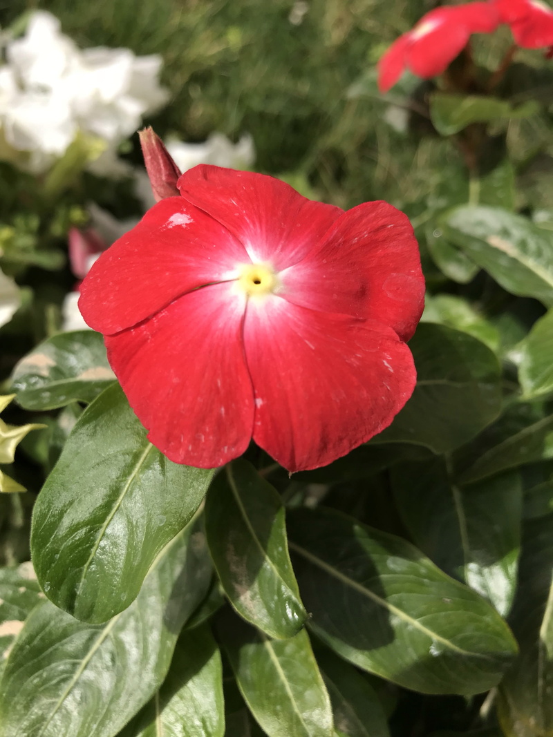 green color, flower, plant, outdoors, fragility, red flower, freshness, inflorescence, red, no people, ksa, petal, plant part, nature, close-up, vulnerability