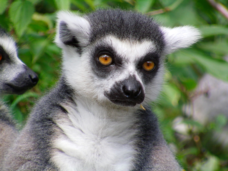 day, animal head, primate, looking at camera, mammal, vertebrate, animal, one animal, animal themes, tailed, Ring Tailed Lemur, monkey, 2K, no people