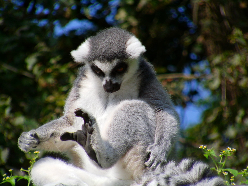 no people, vertebrate, plant, two animals, focus on foreground, sun worshippers, group of animals, outdoors, nature, monkey, mammal, animal wildlife, lemuriformes