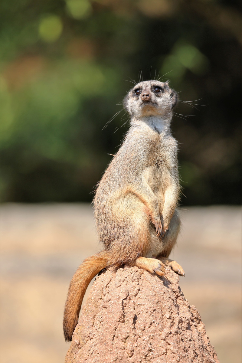 rodent, guard, 5K, focus on foreground, cute, vertebrate, curious, rock - object, day, animals in the wild, Animal, solid, tiergarten, wild animal, looking away