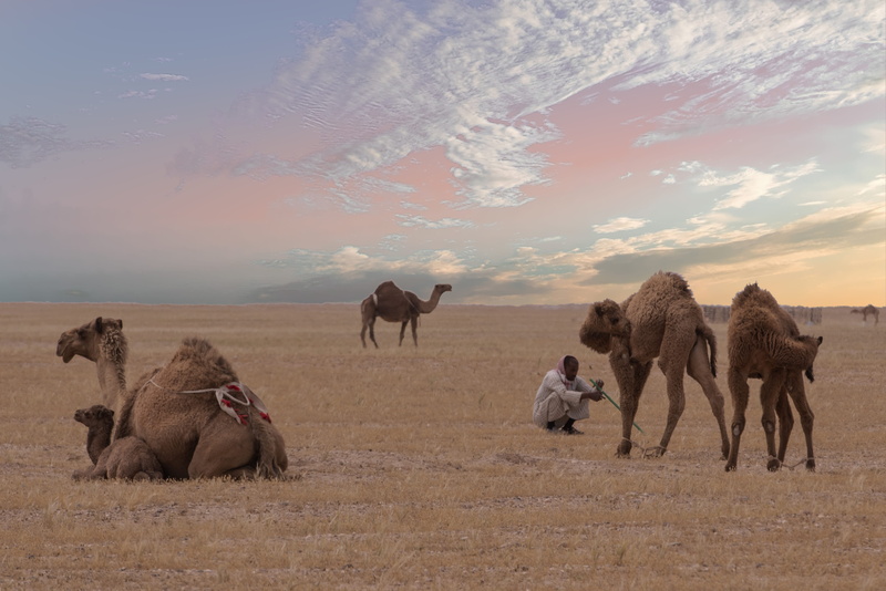domestic animals, man, person, herbivorous, animals, pets, vertebrate, landscape, adventure, herd, four, near, nature, cloud - sky, beauty in nature, daylight