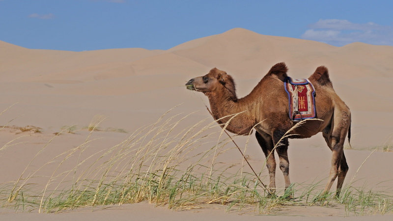 vertebrate, one animal, day, working animal, nature, mammal, herbivorous, animal wildlife, animal themes, arid climate, outdoors, full length, animal, climate
