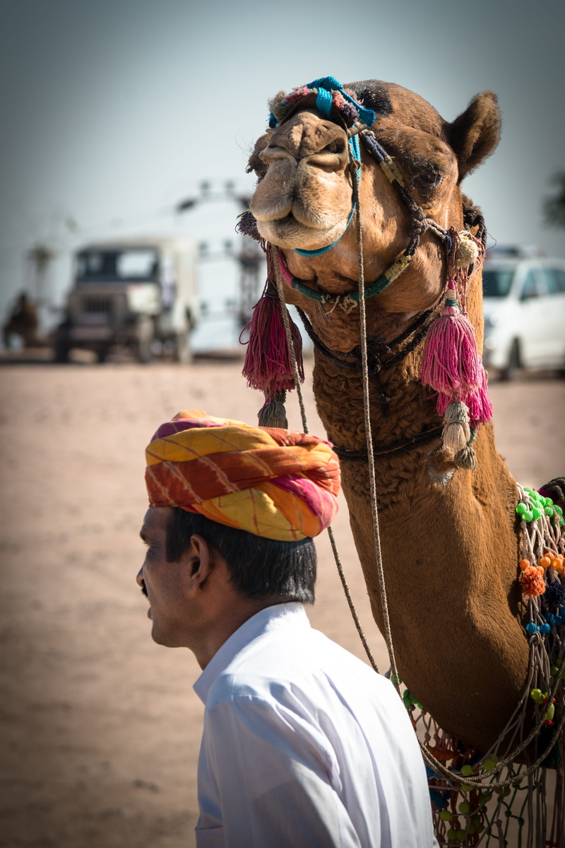domestic animals, india, camel driver, livestock, sand, day, lifestyles, man, mode of transportation, real people, next, animal wildlife, mammal, working animal