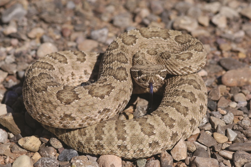 animal scale, sign, warning sign, solid, danger, no people, animal themes, animals in the wild, rock, portrait, nature, reptile, rattlesnake, vertebrate