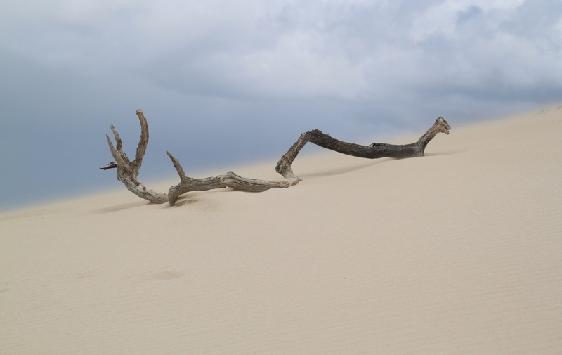 travel, sky, south africa, one animal, arid, arid climate, tranquil scene, desert, landscape, no people, cloud - sky, branch, animal, outdoors, sand, sand Dune
