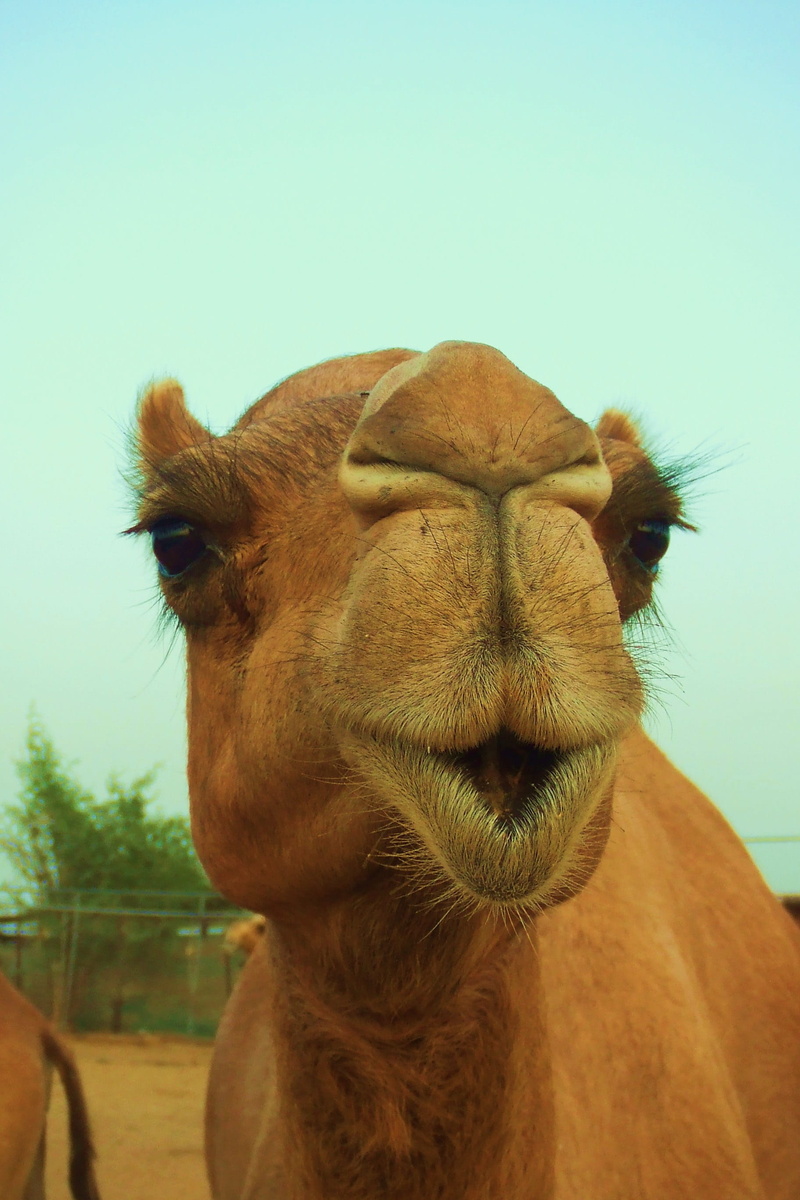 animal, lips, no people, animal body part, dubai, herbivorous, middle east, nature, domestic animals, eyelashes, pets, animal themes, animal mouth, domestic