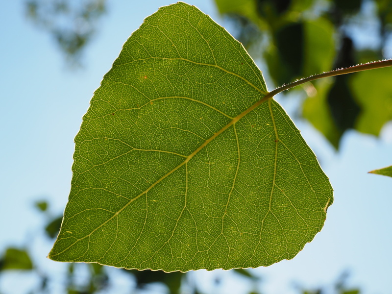 leaf vein, black poplar, saar tree, growth, leaf, green, beauty in nature, populus, day, poplar, heart shaped, grazing greenhouse, sky, tree, selective focus