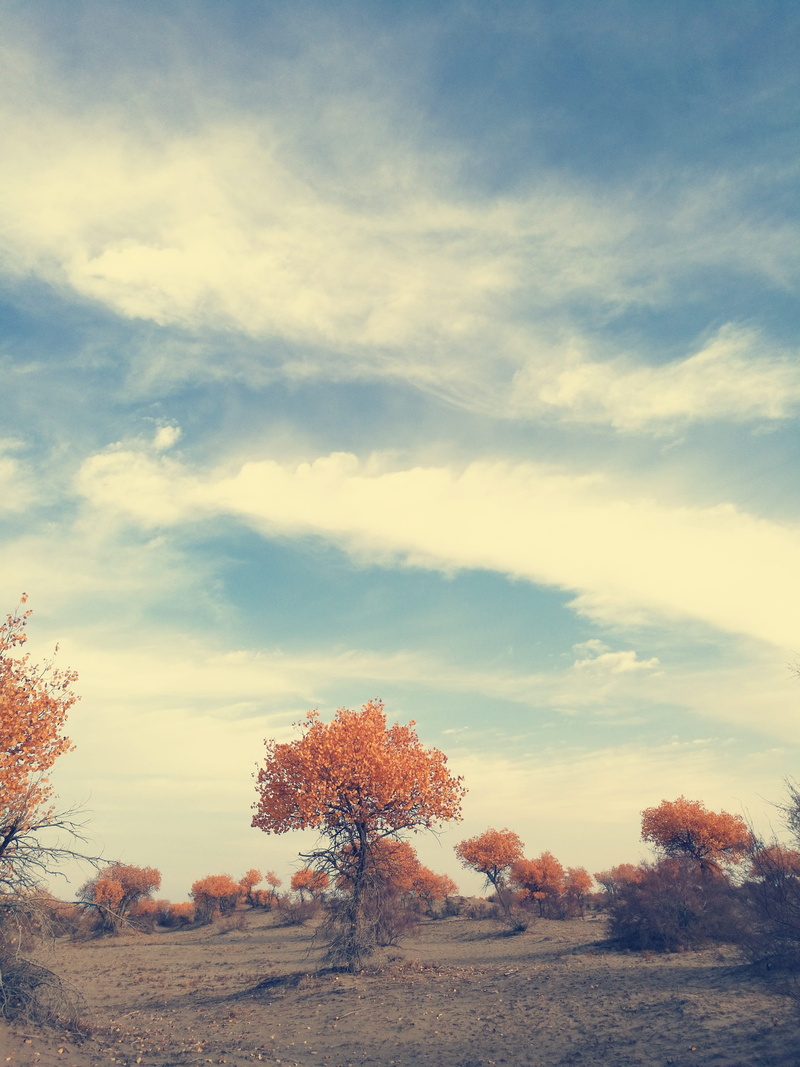 scenics - nature, outdoors, change, the taklamakan desert, sky, growth, field, nature, plant, day, cloud - sky, idyllic, environment, afternoon, populus
