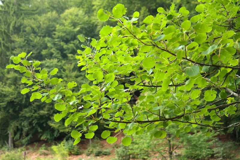 outdoors, field, day, growth, leaves, focus on foreground, freshness, populus tremula, aspen, nature, poplar, beauty in nature, plant part, no people, green Color