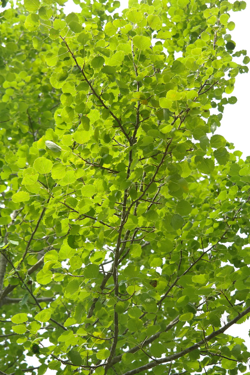 no people, plant part, agrimony, crown, 5K, green color, leaf, tranquility, directly below, plant, close-up, branch, growth, aspe, populus, leaves, tree canopy