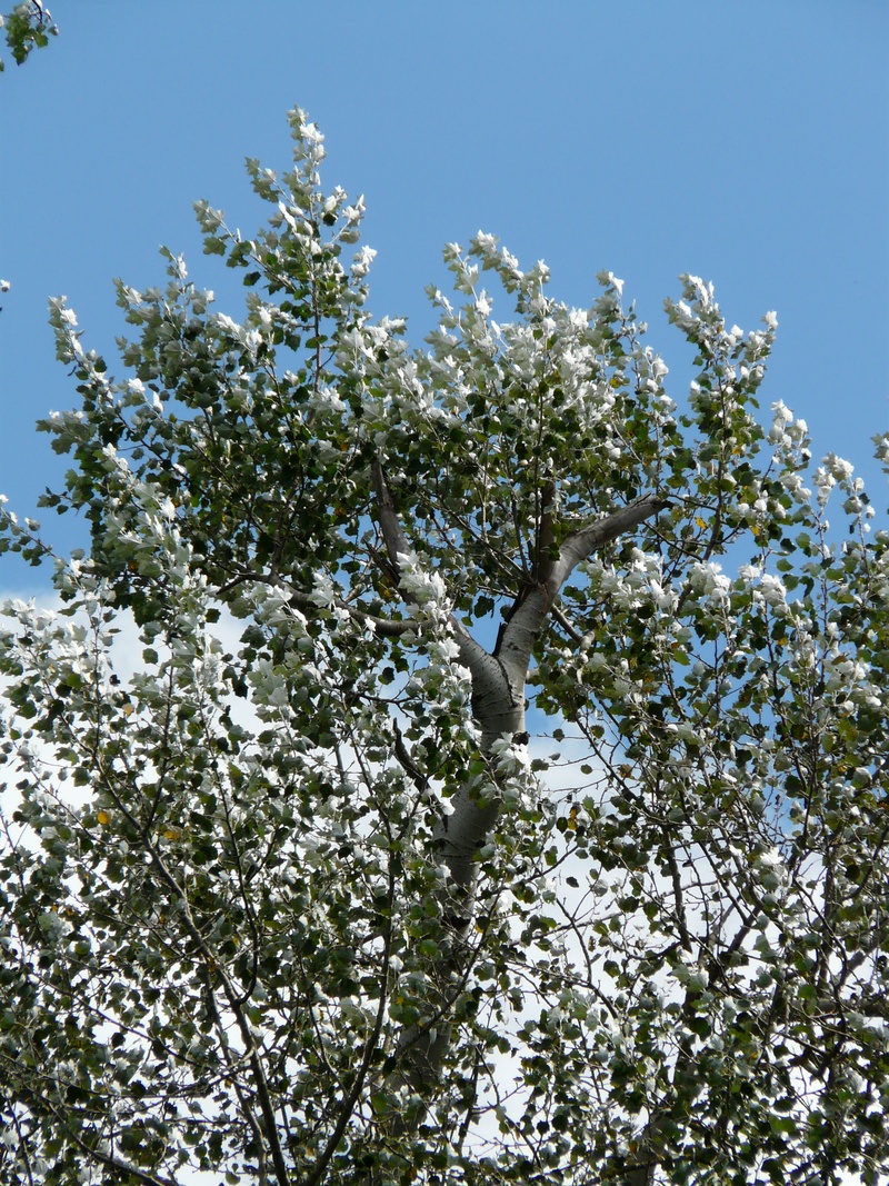 plant, 2K, freshness, no people, white color, flower, leaves, branch, white poplar, growth, grazing greenhouse, vulnerability, sky, beauty in nature, flowering plant