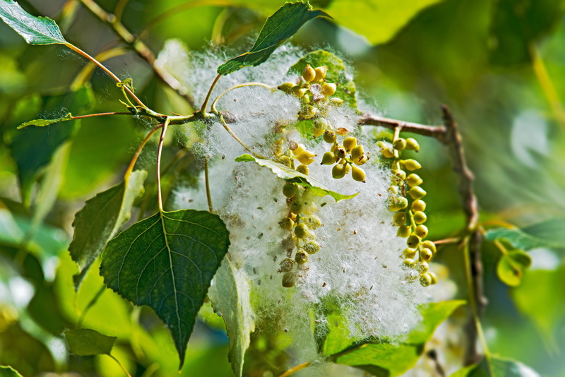 plant, no people, leaf, insect, growth, fruit, invertebrate, populus nigra, capsule, close-up, black poplar, fluffy, animals in the wild, female, ant, focus on foreground