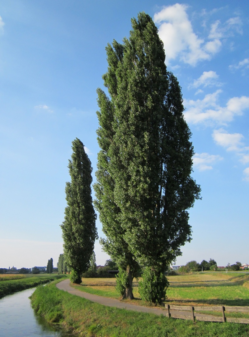 tranquil scene, grass, species, environment, populus nigra, tranquility, growth, day, field, way, green color, tree, flora, path, botany, scenics - nature