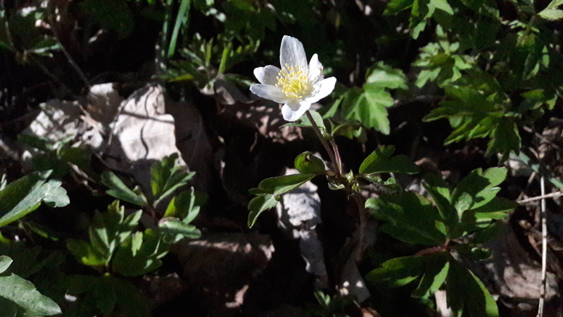 spring flower, leaf, beauty in nature, white sip, summer, springtime, green color, gardening, the most beautiful, the longing, flowering plant, white, joy
