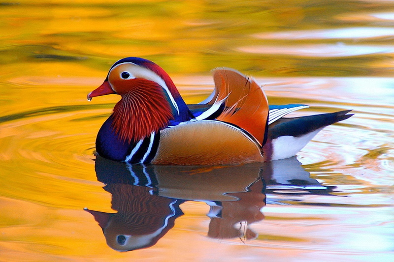 Duck, Mandarin Duck, Birds, Animal, Colorful, 1080P, Bird