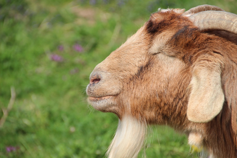 animal wildlife, animal body part, springtime, plant, animal, 5K, herbivorous, pets, animals in the wild, outdoors, domestic animals, no people, nature