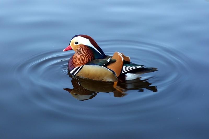 duck, animal themes, no people, water, waterfront, reflection, animal, mandarin, one animal, vertebrate, poultry, animals in the wild, onw, nature, 2K