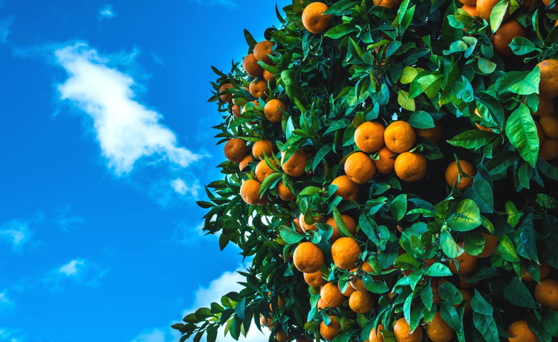 fruit tree, orange color, sky, nature, 1080P, citrus fruit, growth, outdoors, plant, tree, freshness, food and drink, leaf, orange - fruit, healthy eating
