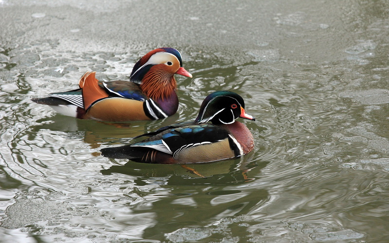 mandarin duck, 2K