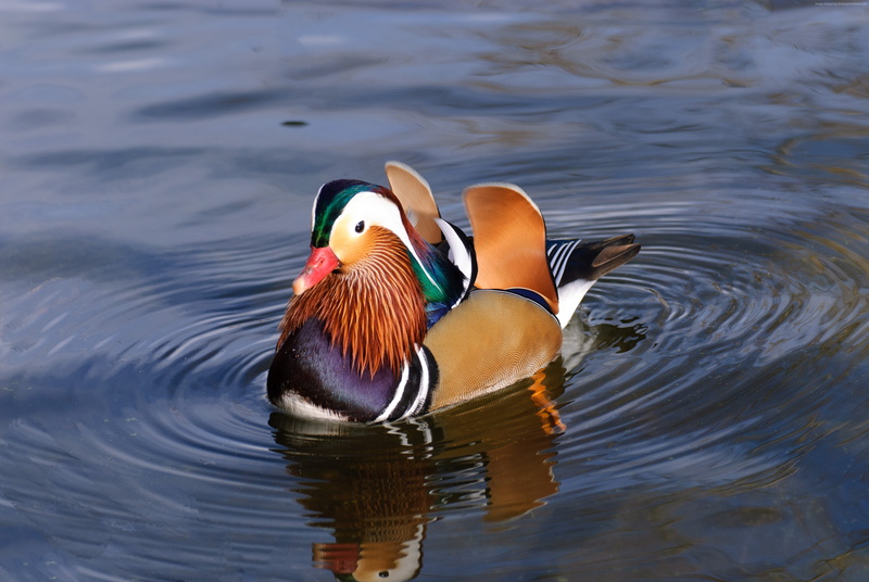 mandarin duck, bird, water, 4K, china, lake, tourism, animal