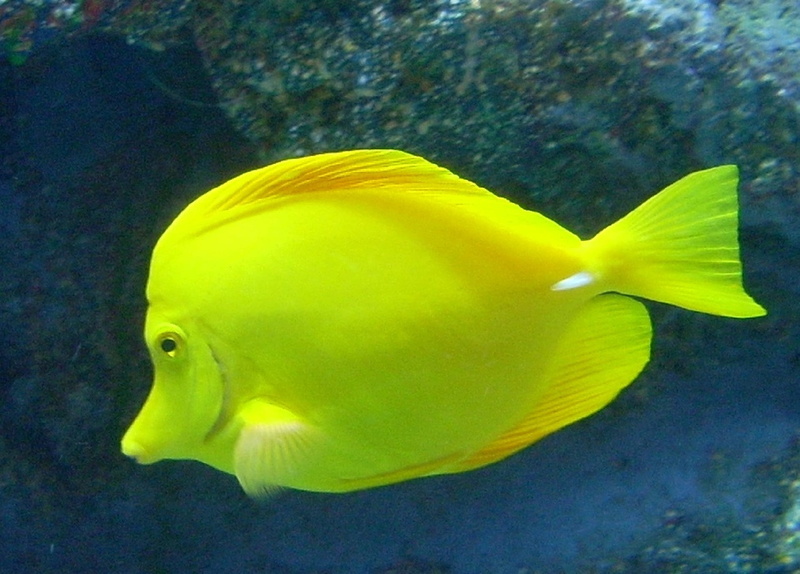 close-up, nature, beauty in nature, yellow tang, tropical, marine, animals in the wild, vertebrate, yellow, colorful, animal, animal themes, aquarium, sea