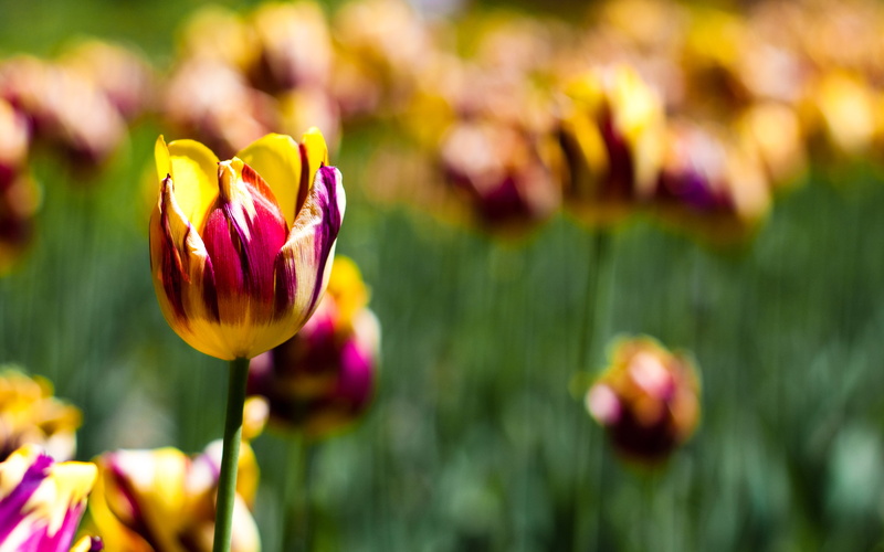 tulips, 2K, botanical, garden
