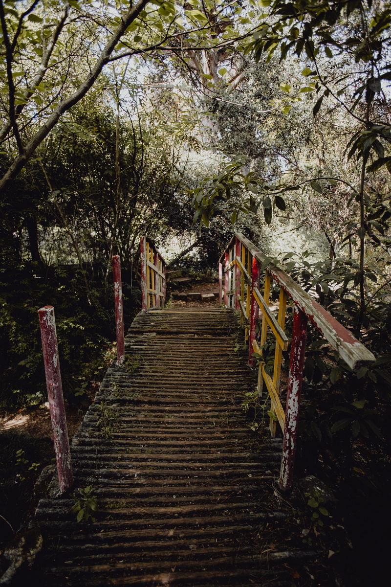 direction, lisbon, garden, the way forward, staircase, footbridge, lisboa, botanical, long, growth, woodland, bridge, trees, tranquility, branch, palms