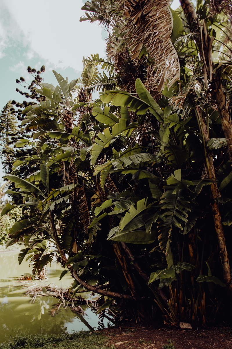 land, close-up, field, freshness, portugal, food and drink, lisboa, 4K, botany, belem, trees, growth, botanical, sunlight, park, exotic, lisbon, green color