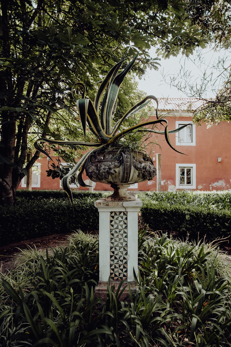 Europe, built structure, lisbon, outdoors, trees, palms, 4K, botanical, plant, residential district, growth, architecture, beauty in nature, exotic, botany