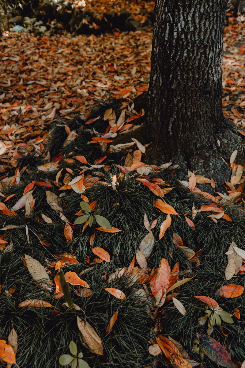 lisboa, natural condition, palms, tropical, plant part, leaves, no people, change, tree trunk, Europe, garden, bark, dry, day, fall, portugal, belem, park