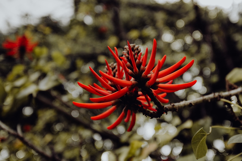 park, tree, growth, plant, nature, Europe, day, palms, freshness, tropical, fragility, flowering plant, red, close-up, food, food and drink, lisbon, flower