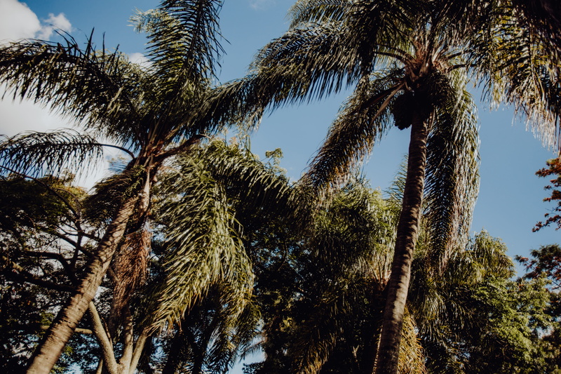belem, exotic, tree, green color, beauty in nature, tranquility, trunk, day, sky, plant, low angle view, botany, tropical tree, botanical, tranquil scene
