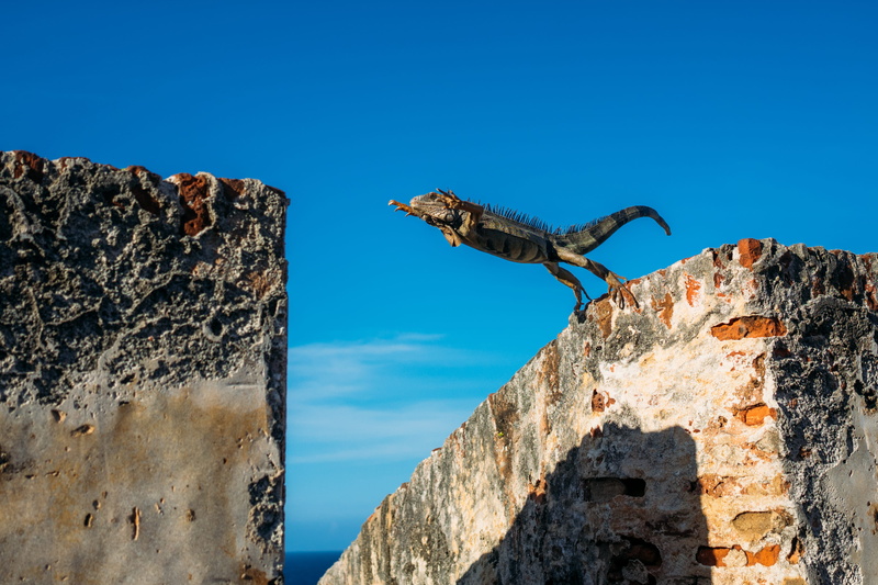 day, built structure, blue, 4K, iguana, rocks, rock, wall - building feature, close up, gray, animal themes, outdoors, formation, animal wildlife, animal