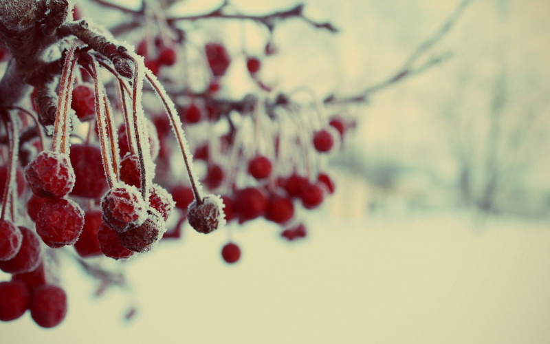 winter, New Year, new, 1680x1050 px, focus on foreground, wellbeing, px, games, nature, video, freshness, resident, food, plant, selective focus, no people