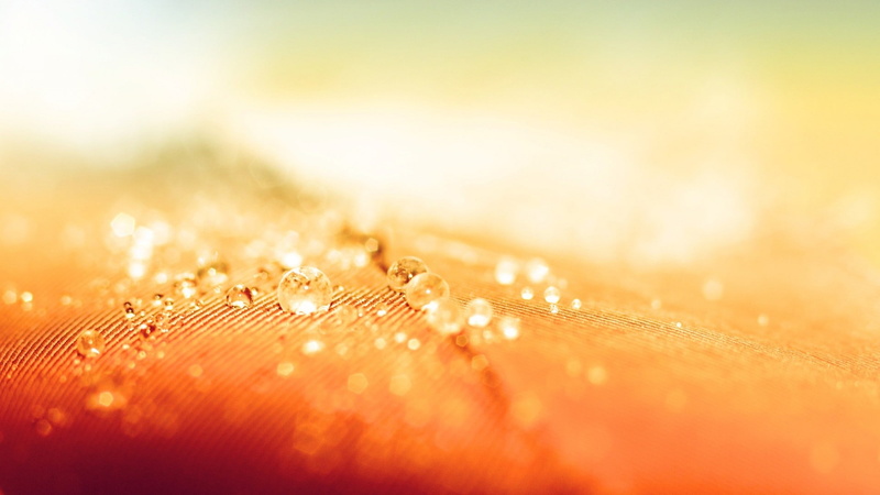 nature, macro, 1080P, hd, drops, feather, water