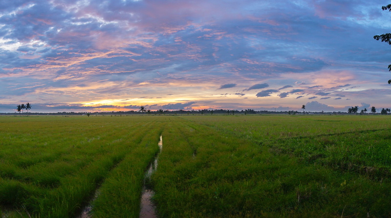 field, scenics - nature, Aceh, outdoor, indonesia, tranquility, growth, nighttime, rural scene, 4K, non-urban scene, land, summer, environment, sunrise