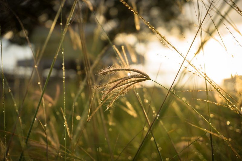 tranquility, rural scene, indonesia, thatch, outdoors, close-up, meadow, selective focus, land, beauty in nature, agriculture, field, growth, day, no people