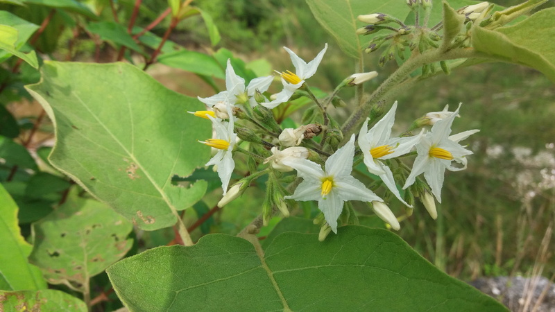 focus on foreground, plant part, outdoors, flowers, beauty in nature, flower head, plant, freshness, petal, day, insect, vulnerability, animal themes, fragility