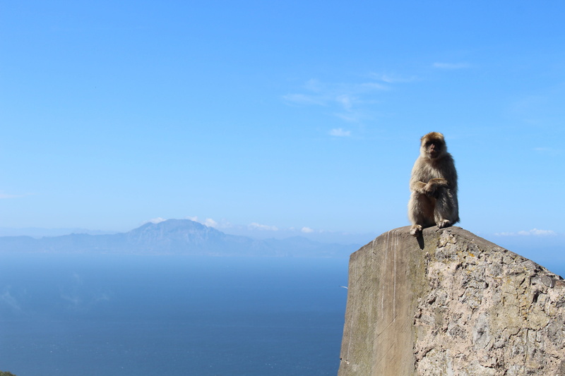 sitting, animal wildlife, europe, mammal, mountain, ocean, gb, care, great britain, spectacular, brexit, no people, animal, animal themes, summer, mediterranean sea