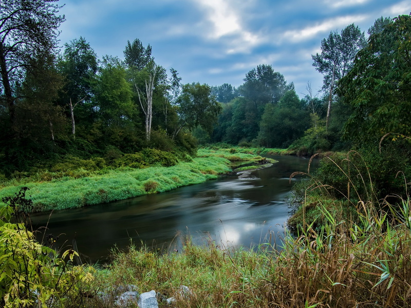  Trees, 1080P, Forest, Columbia, River, Grass, British, Canada
