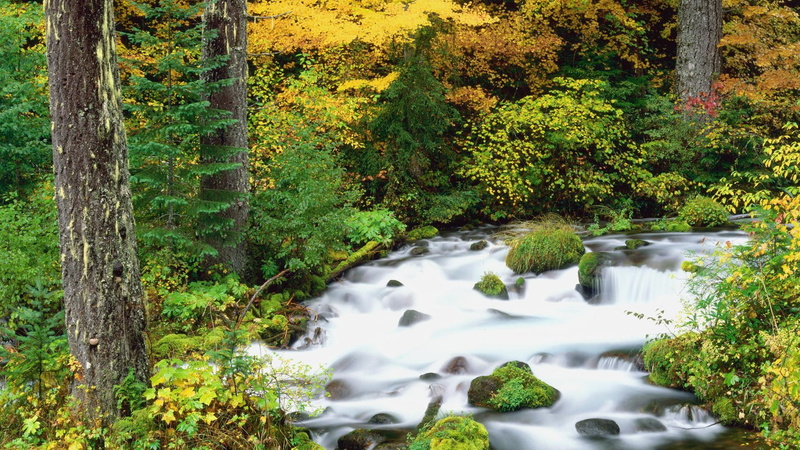 national, willamette, river, trees, nature, oregon, nature and landscapes, daylight, forest, autumn, 1080P, water, rocks