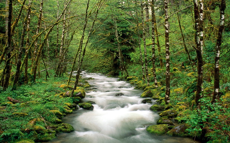 oregona, desktop, 2K, mckenzie, forest, river, willamette, national, hd